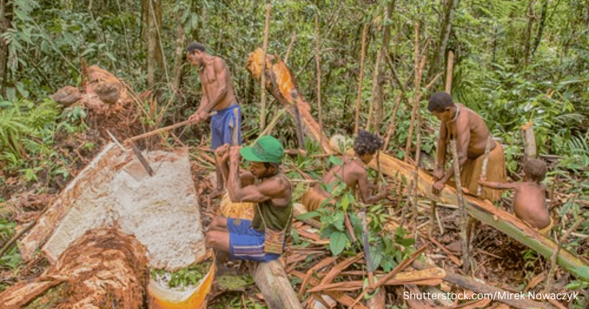 Forest recognition for Papua tribe raises hopes for climate, Environment  News